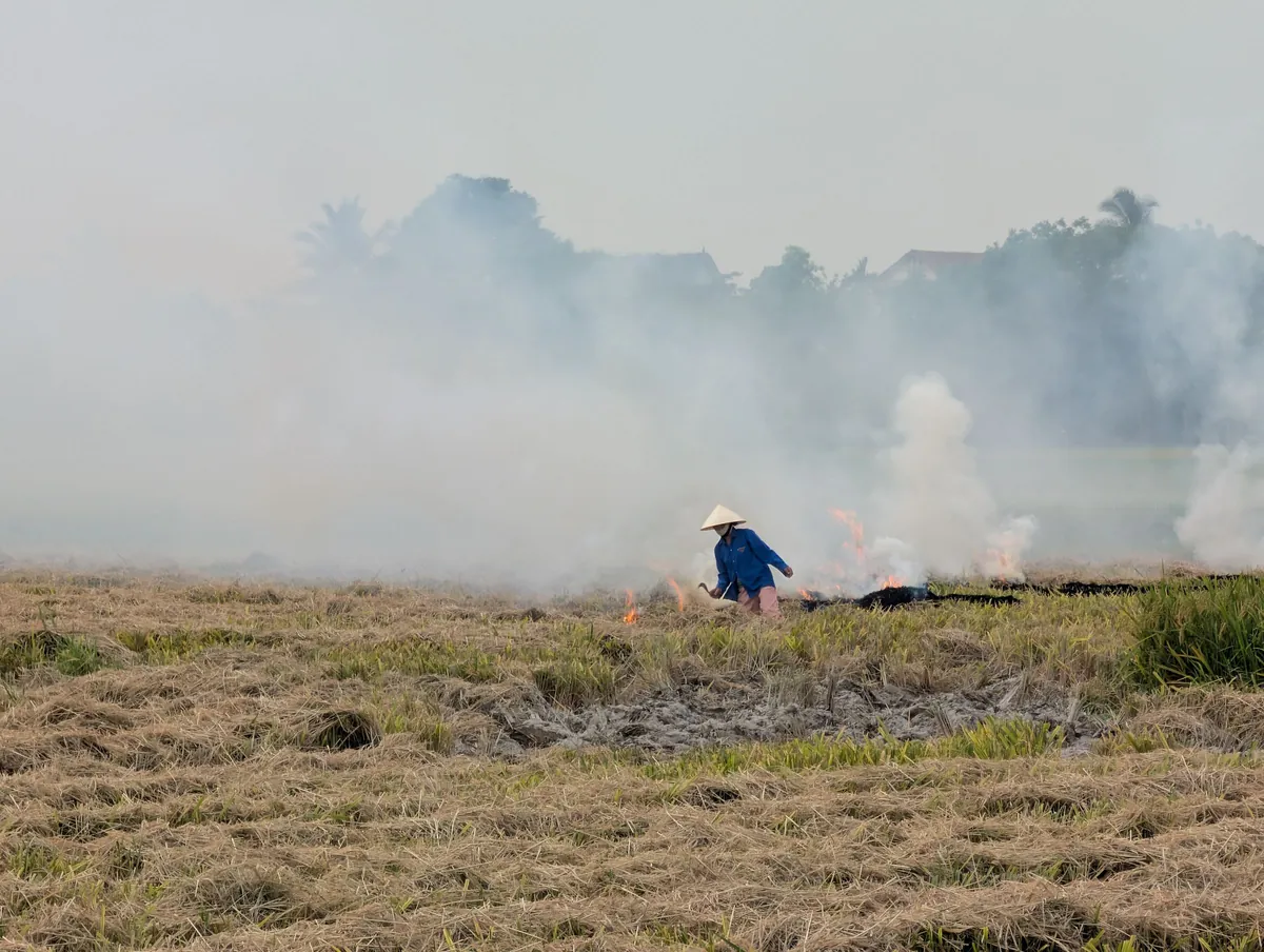 A farmer burning crop residue in a rice field, with smoke rising over the paddies