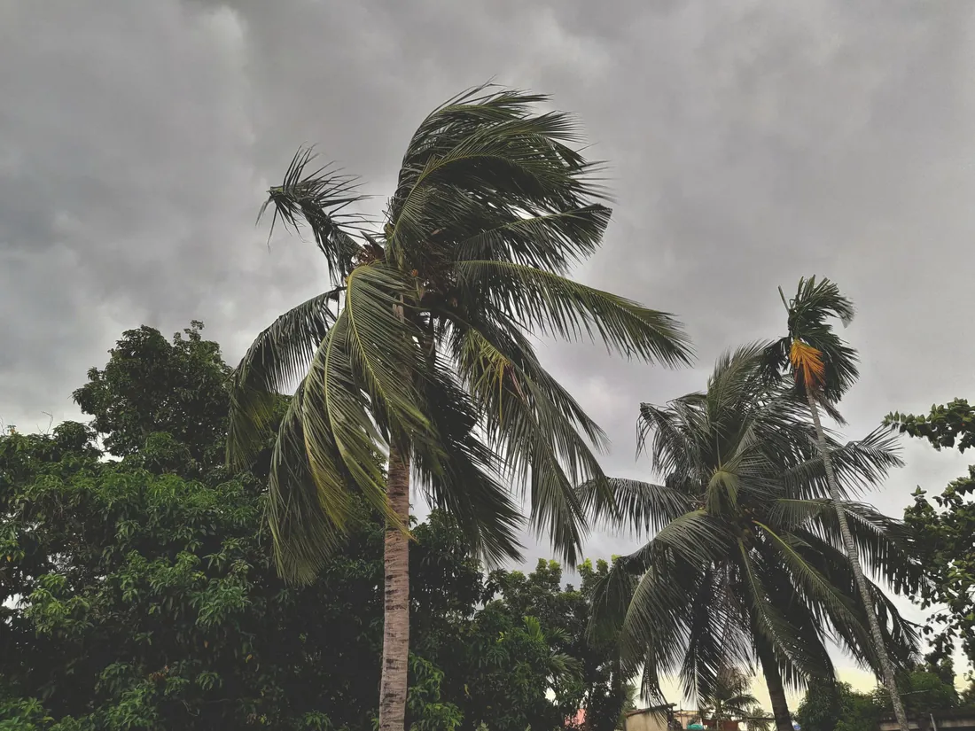 Coconut and palm trees bending under dark monsoon clouds