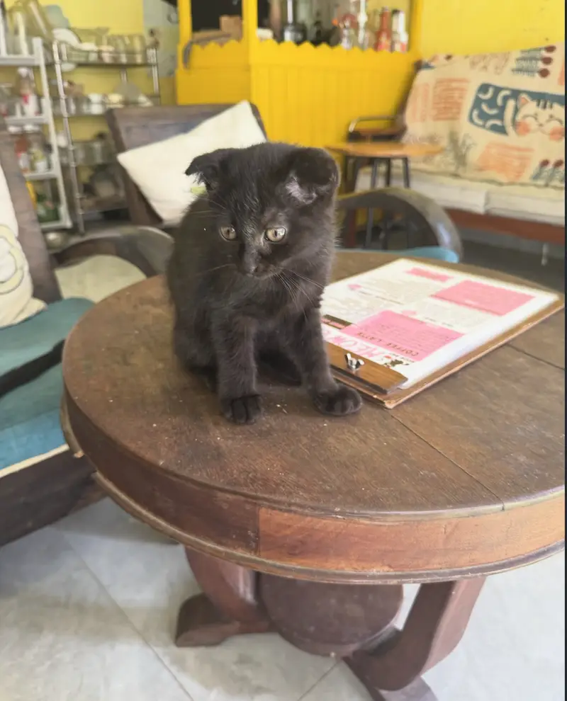 Tiny kitten sitting on the table next to the menu at Meow Coffee